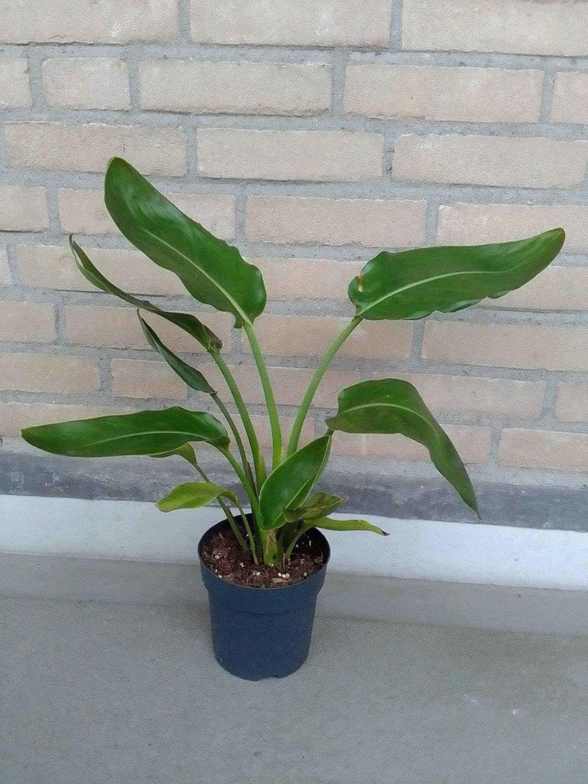 Strelitzia Nicolai - Paradijsvogelplant, Volle zon, Vaste plant, Bloeit niet, Ophalen