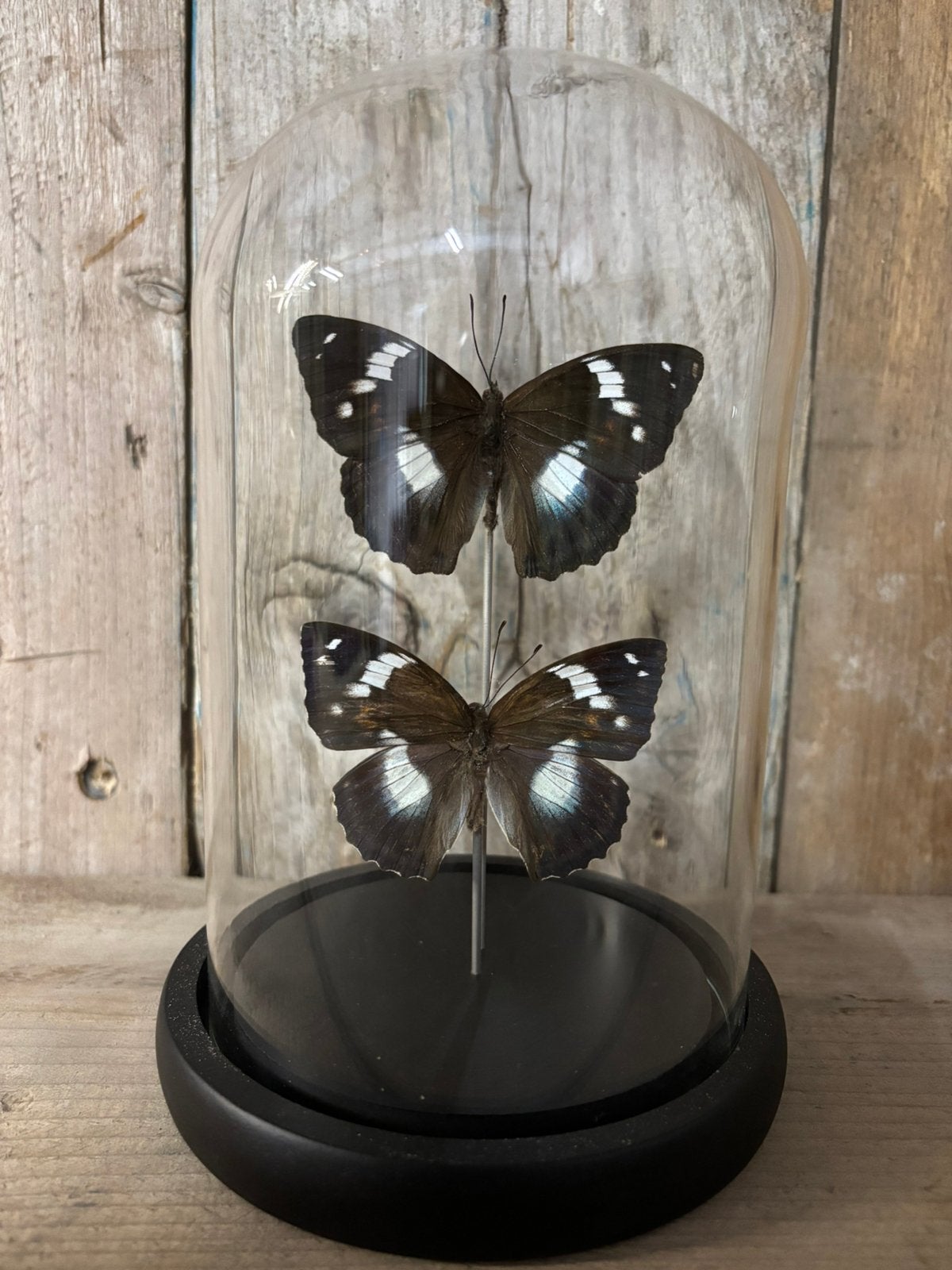 Mooie stolp met twee Mimathyma Schrenckii vlinders, Ophalen of Verzenden, Nieuw, Insect, Opgezet dier