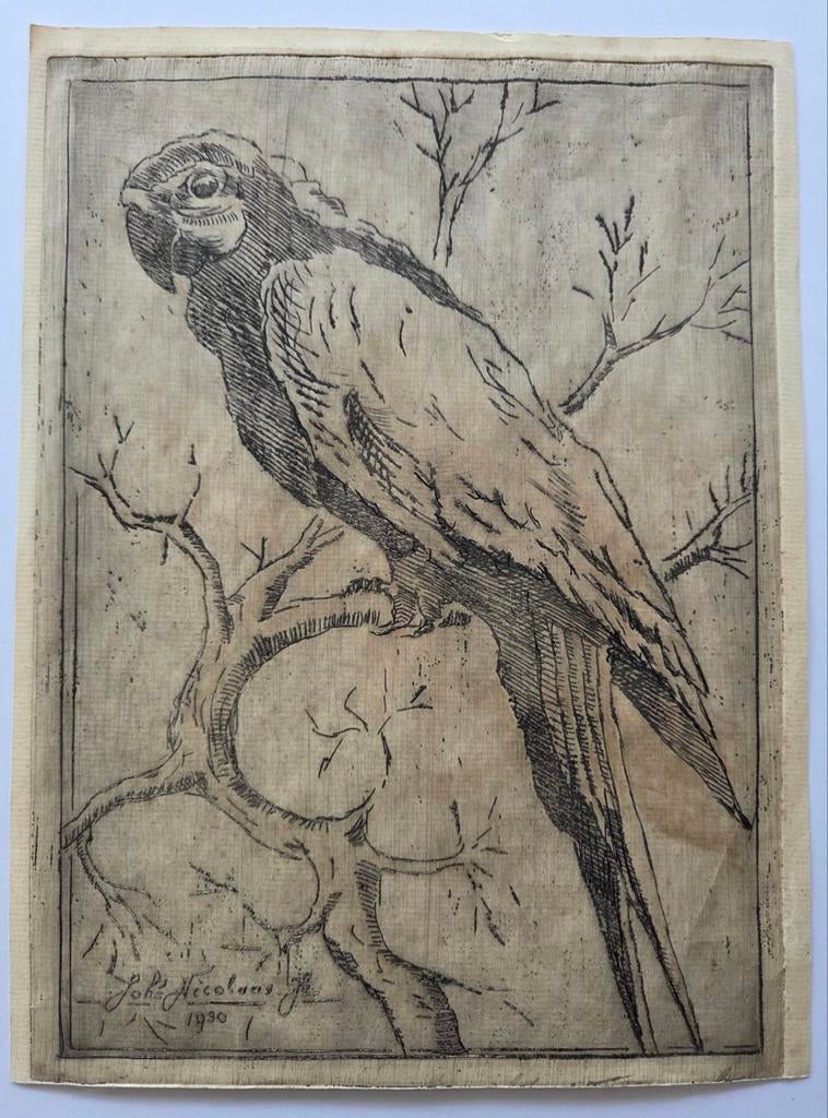 Joh. Nicolaas Jr. Papagaai. Ets., Antiek en Kunst, Kunst | Etsen en Gravures, Ophalen of Verzenden
