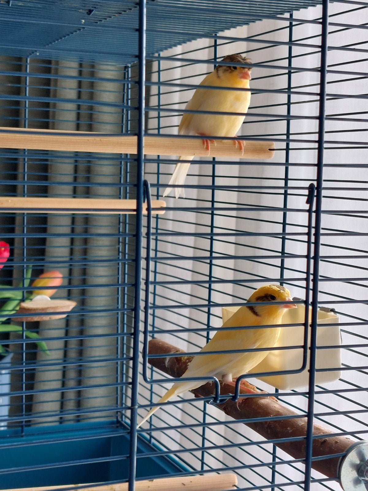 Portugese Harlekijnkanarie 2 stuks 1 pop en 1 man, Meerdere dieren, Kleurkanarie