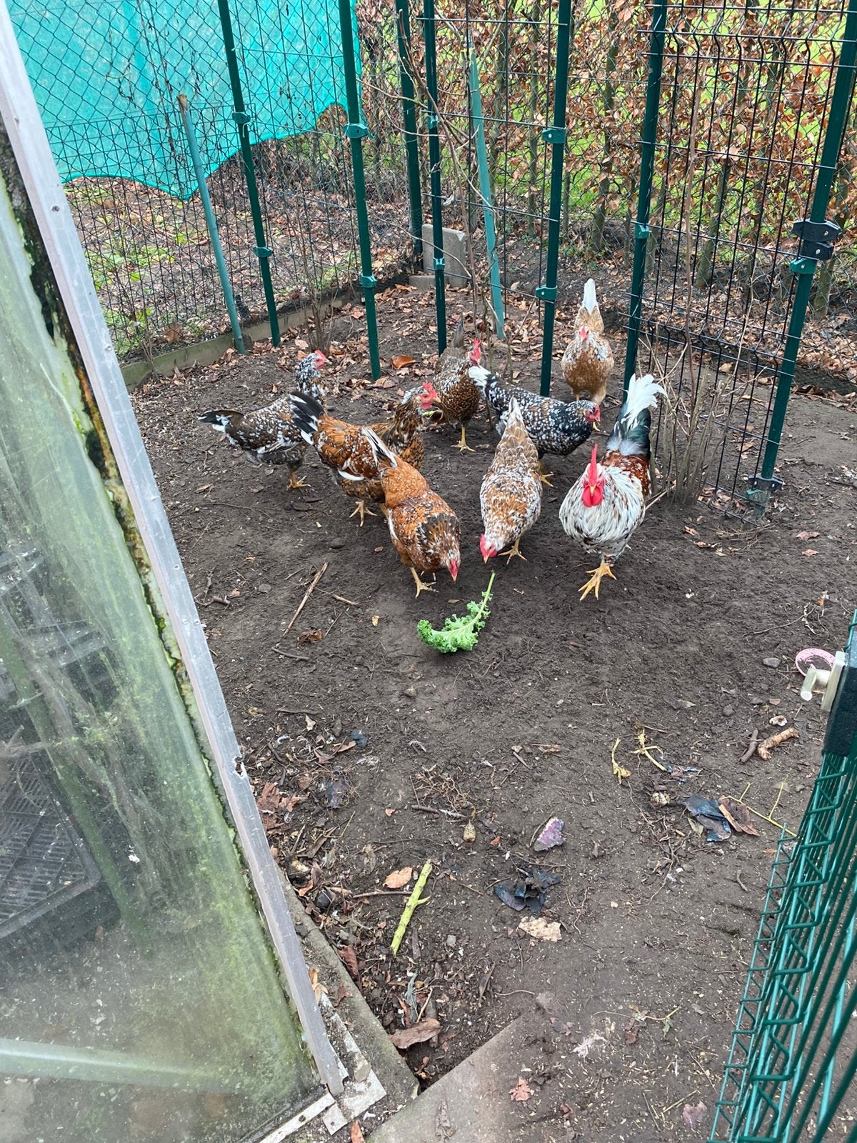 Te koop broedeieren zweedse bloemenkip, Dieren en Toebehoren, Pluimvee, Geslacht onbekend, Kip