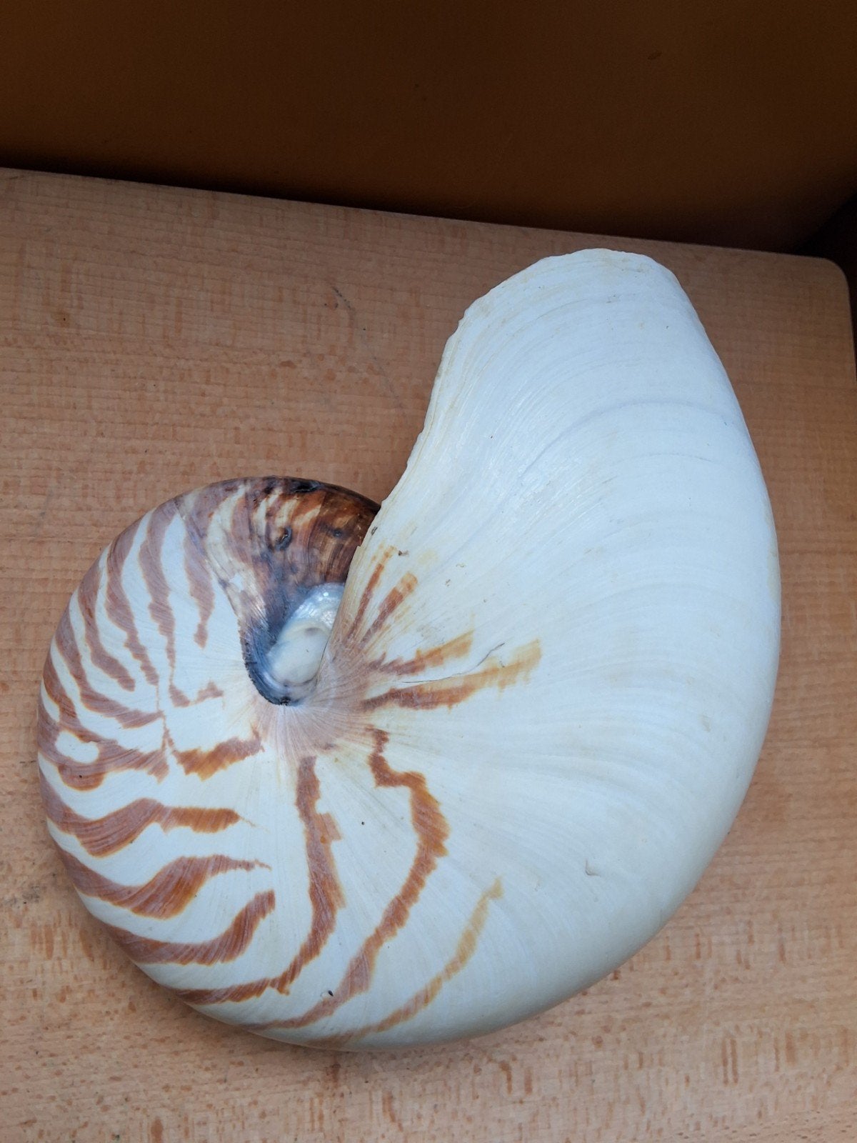 Prachtige xl  Nautilus schelp 19cm, Verzamelen, Ophalen of Verzenden