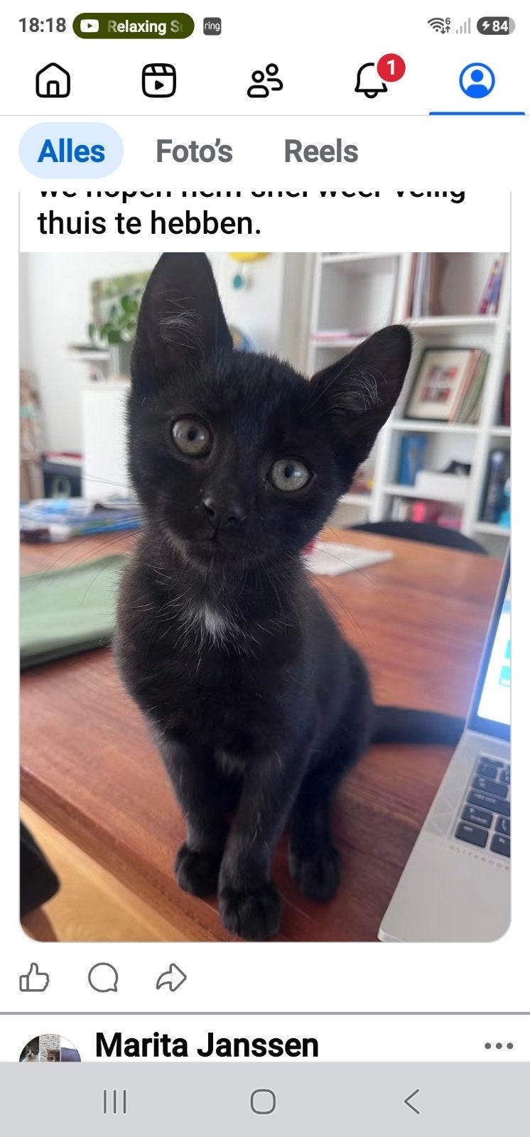kitten vermist heer maastricht, Dieren en Toebehoren, Kater, 0 tot 2 jaar