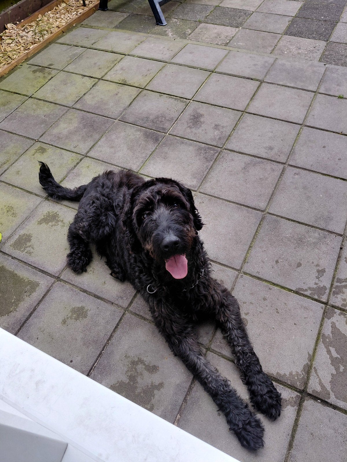 Labrodoodle Pablo - 6 jaar - zoekt liefdevol huis!, 6 jaar of ouder, Reu, Eén hond, Middel