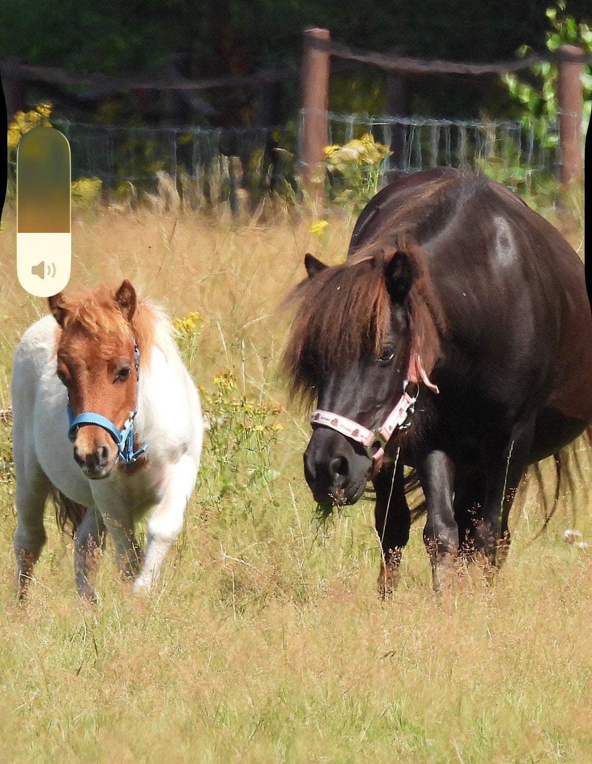 Lieve Shetlander mama met veulen, Dieren en Toebehoren, Merrie, Onbeleerd, A pony (tot 1.17m), 7 tot 10 jaar