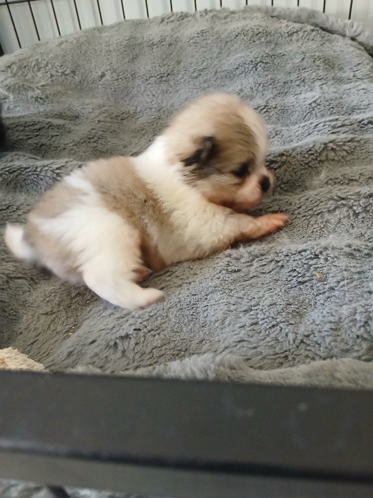 3 prachtige pomeranian pups!!!, Parvo, Keeshond, 8 tot 15 weken, Meerdere