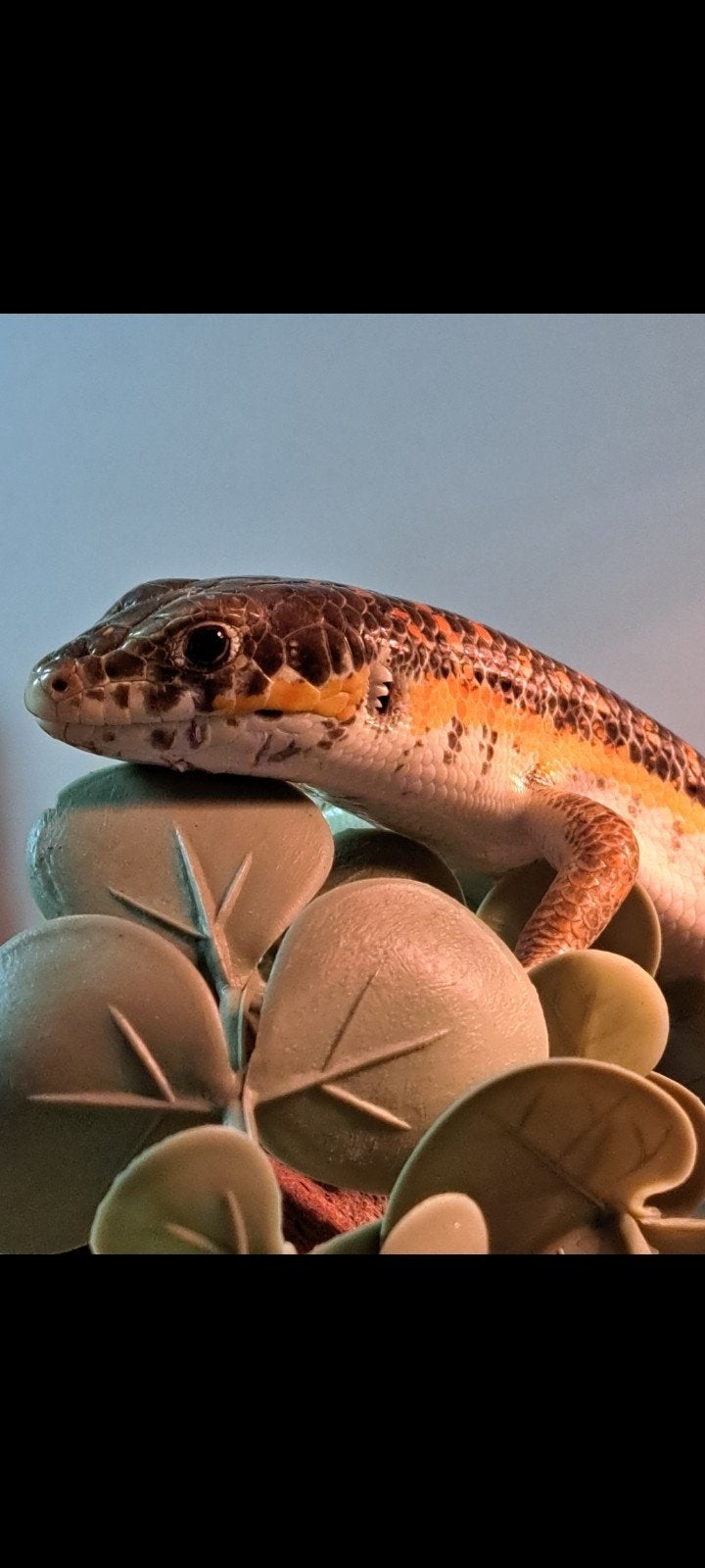 Schneiders skink te koop/ te ruil, Dieren en Toebehoren, Reptielen en Amfibieën
