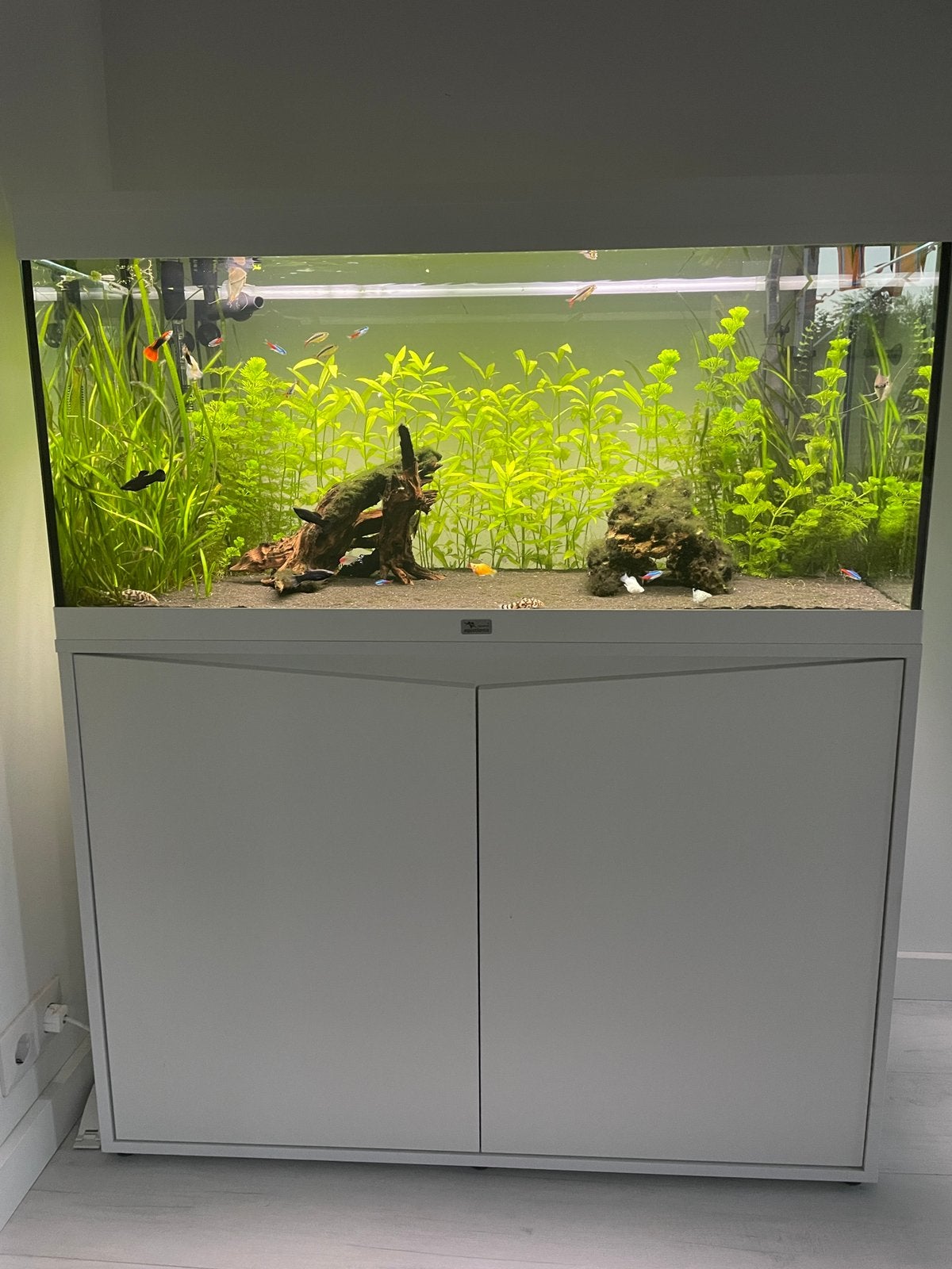 Aquarium Aquatlantis Splendid 100, Ophalen, Aquatlantis, Inclusief vissen, Gevuld zoetwateraquarium