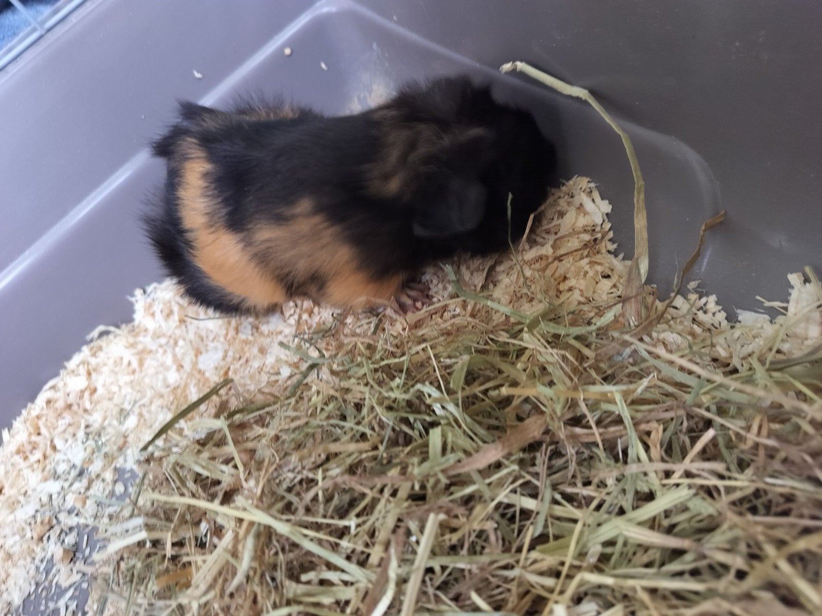 twee cavia mannen te koop. net 5 wk, Augustus, Mannelijk, Cavia