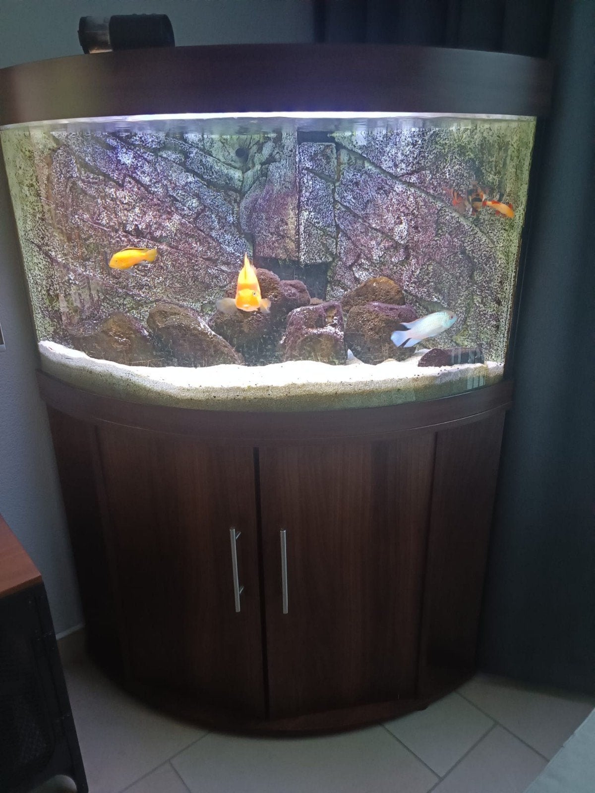 Jewel Trigon 190 aquarium met meubel, vissen en toebehoren, Ophalen, Gevuld zoetwateraquarium