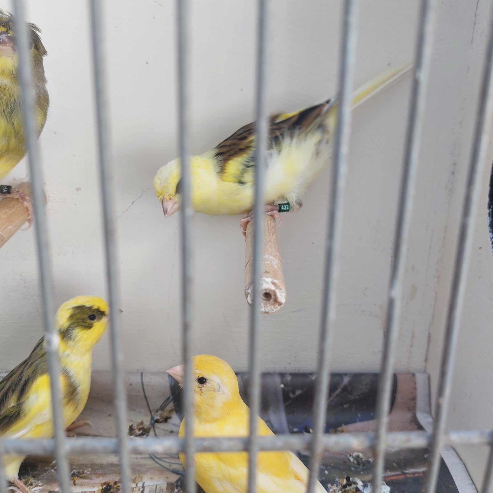 Voliere kanaries. Mooie bonte vogels, Dieren en Toebehoren, Vogels | Kanaries, Meerdere dieren, Kleurkanarie