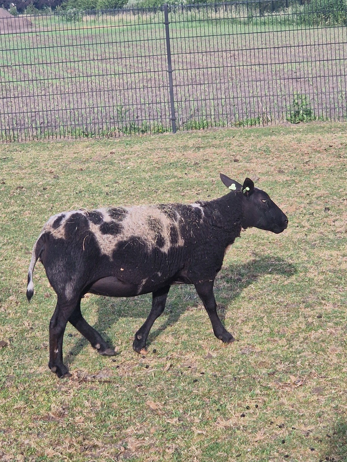 Bonte ooi 4 jaar, Vrouwelijk, Schaap