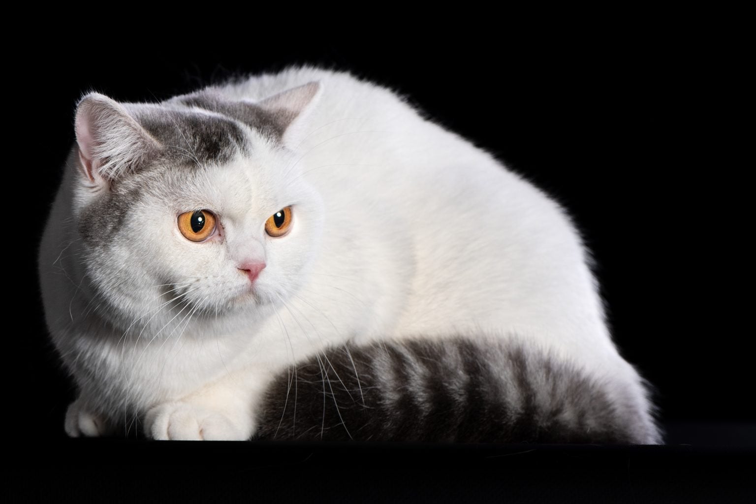 Britse Korthaar poes met Stamboom Fok poes, Dieren en Toebehoren, 0 tot 2 jaar
