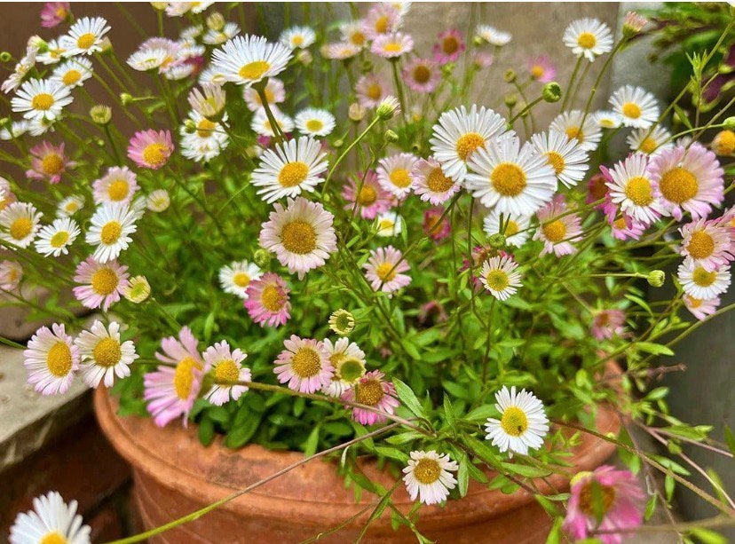 Muurfijnstraal 'Erigeron Karvinskianus' vaste plant, Ophalen, Overige soorten, Volle zon