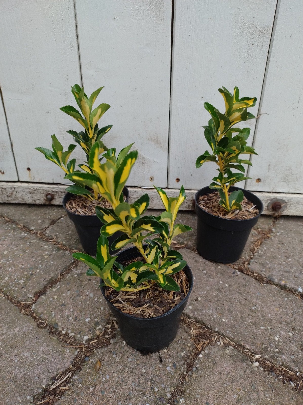 euonymus japonicus aureus. prachtig bonte haagplanten P9, Tuin en Terras, Ophalen of Verzenden, Overige soorten, Struik, Minder dan 100 cm