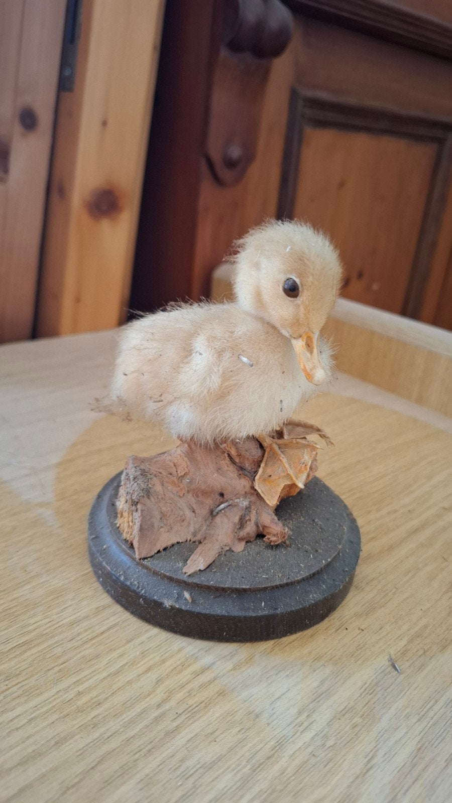 Diverse opgezette vogels en een eekhoorn, Ophalen, Gebruikt, Vogel, Opgezet dier