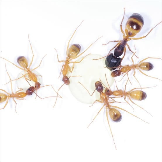 Camponotus sanctus queen+ brood, Dieren en Toebehoren, Mieren