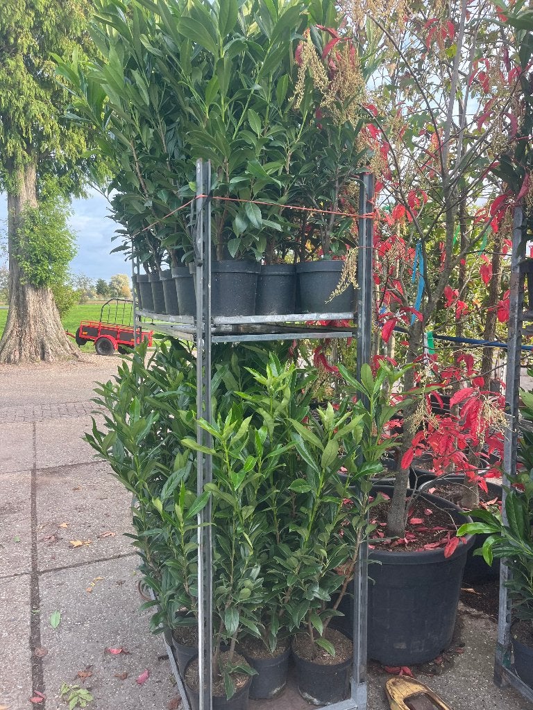 Laurierkers 'Caucasica' - Haagplant, Ophalen, Laurier, Haag, Minder dan 100 cm