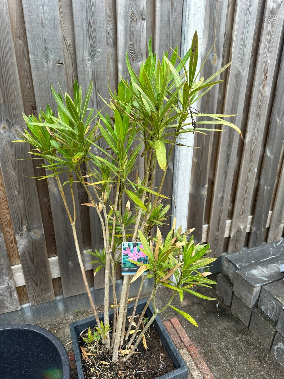 Nerium oleander plant, Tuin en Terras, Overige soorten, 100 tot 250 cm, Zomer, Ophalen