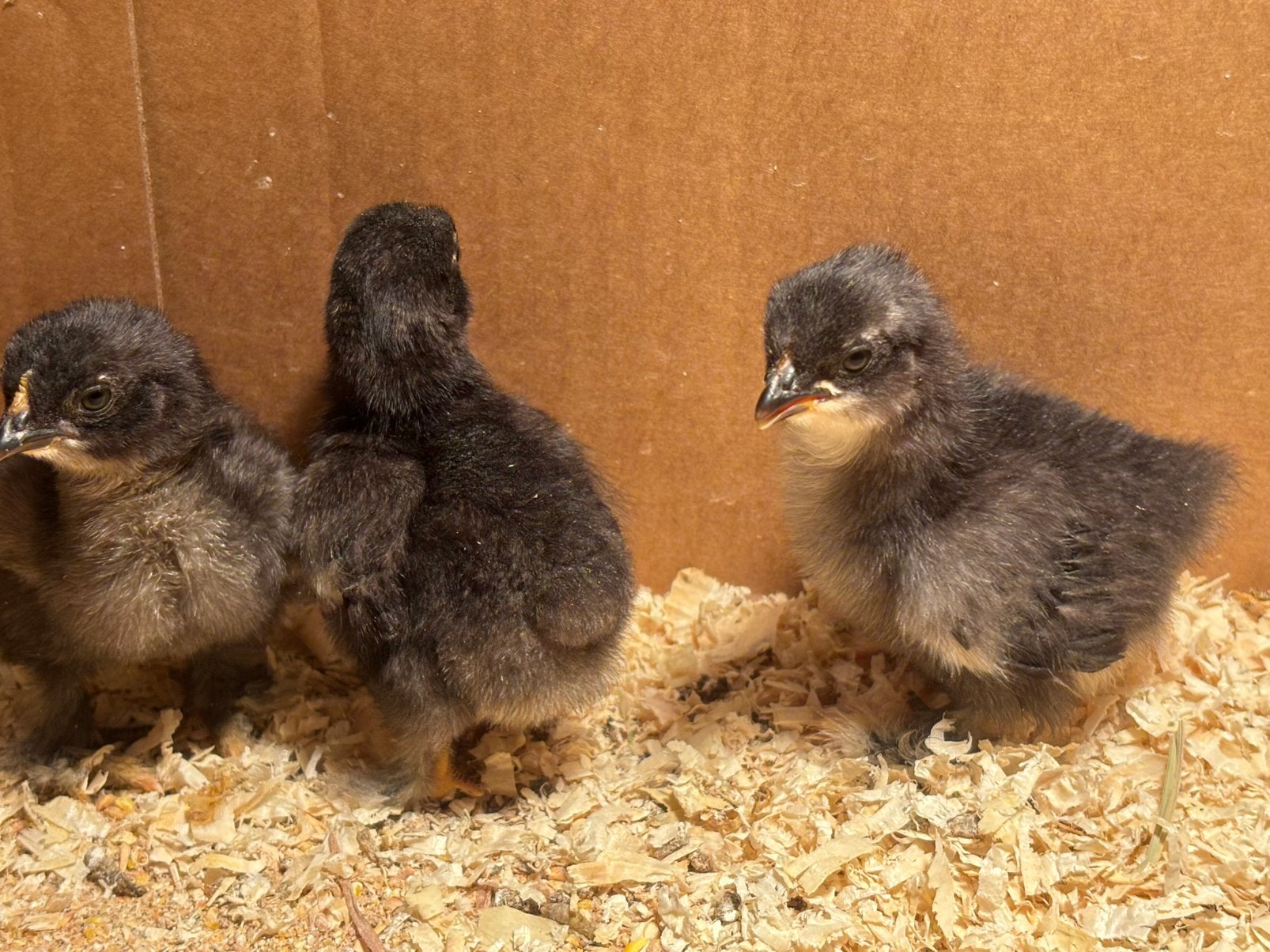 2 cochin kriel kuikentjes te koop, Geslacht onbekend, Kip