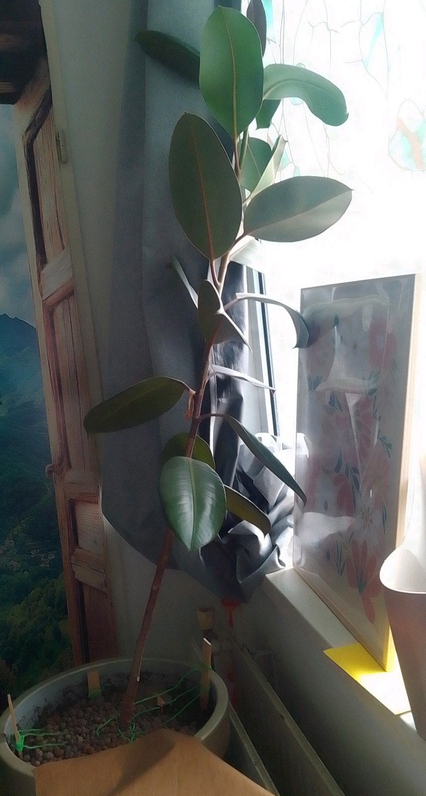 Grote Ficus Elastica (Rubberplant) in pot, Huis en Inrichting, Ophalen, Ficus, In pot, Halfschaduw