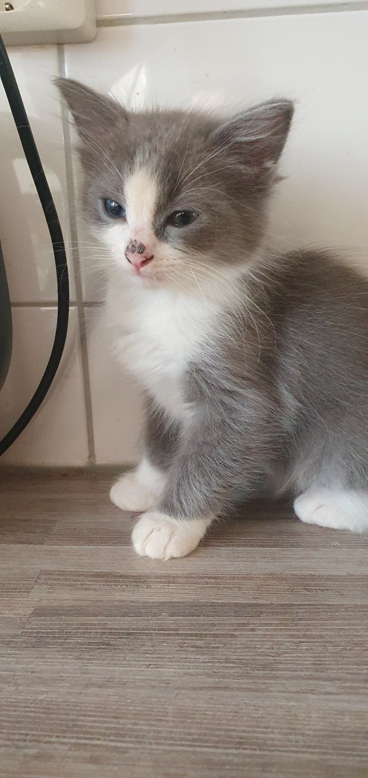 ragdoll kittens, Dieren en Toebehoren, Katten en Kittens | Raskatten | Langhaar, Meerdere dieren, 0 tot 2 jaar