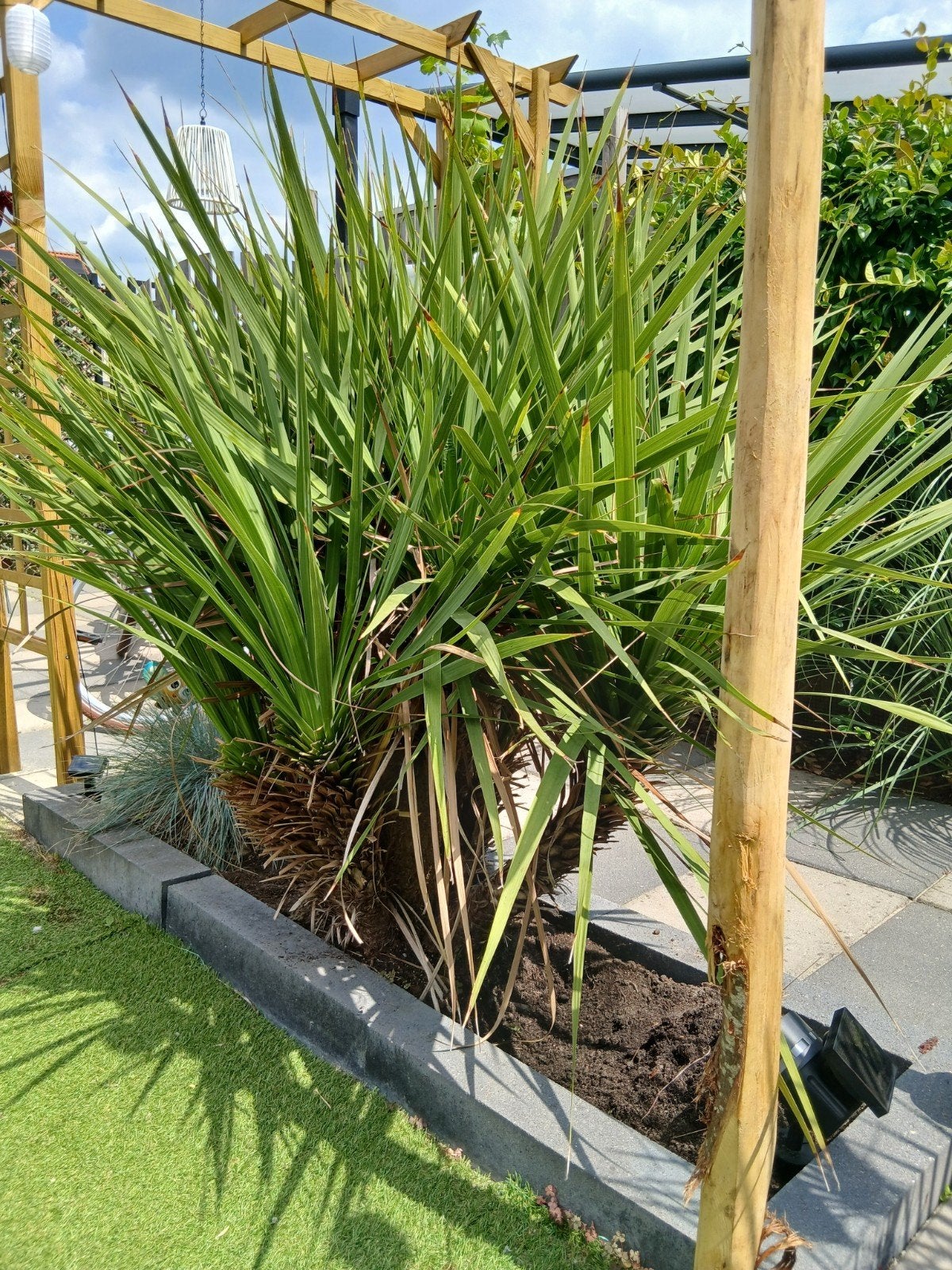 Grote Cordyline Australis koolpalm, Ophalen, Vaste plant, Overige soorten, Volle zon