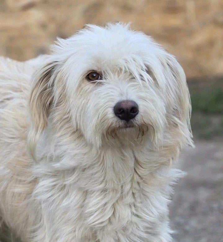 Qita zoekt een baasje, 1 tot 2 jaar, Buitenland, Eén hond, Klein
