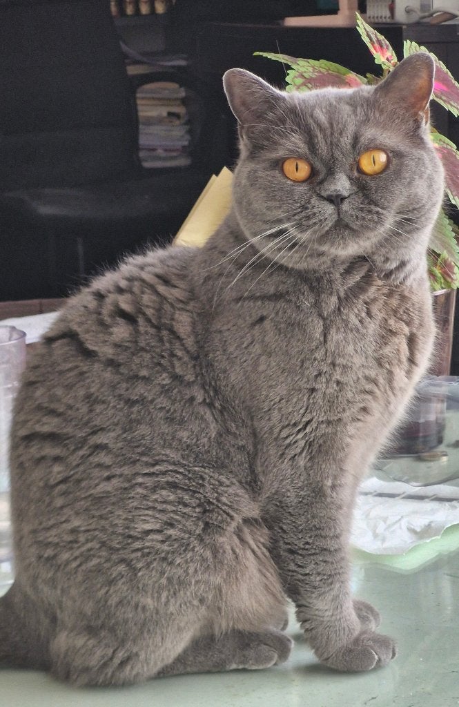 Britse korthaar, Poes, Gechipt, 3 tot 5 jaar