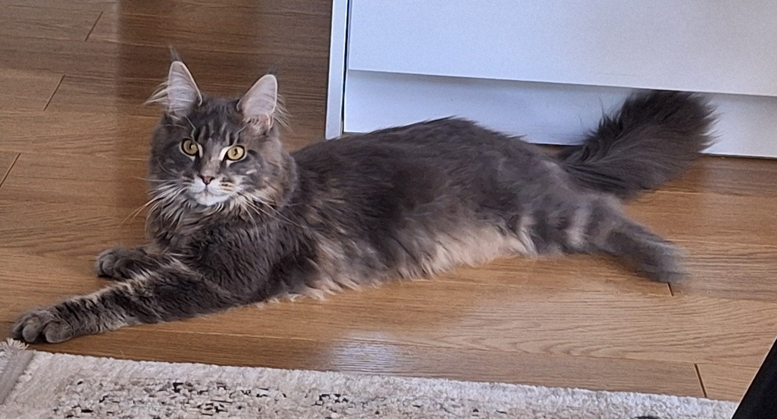 100% maine coon kater te koop, Kater, Gechipt, 0 tot 2 jaar