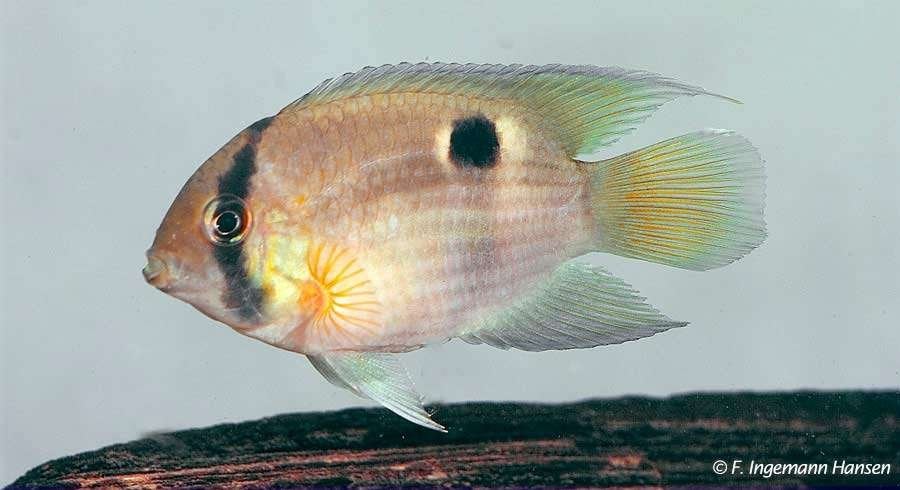 1x cichlide 10 cm te koop, Vis, Zoetwatervis