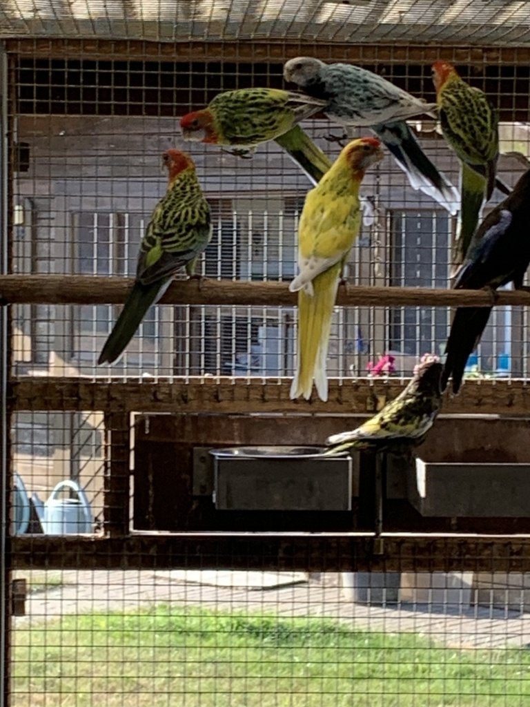 rosella's, Meerdere dieren, Parkiet, Geringd