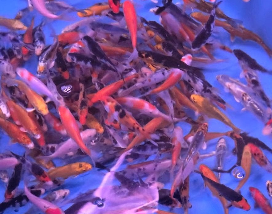 HQ Import koi 25 / 30 cm bij Koidream in Valburg, Karper of Koi