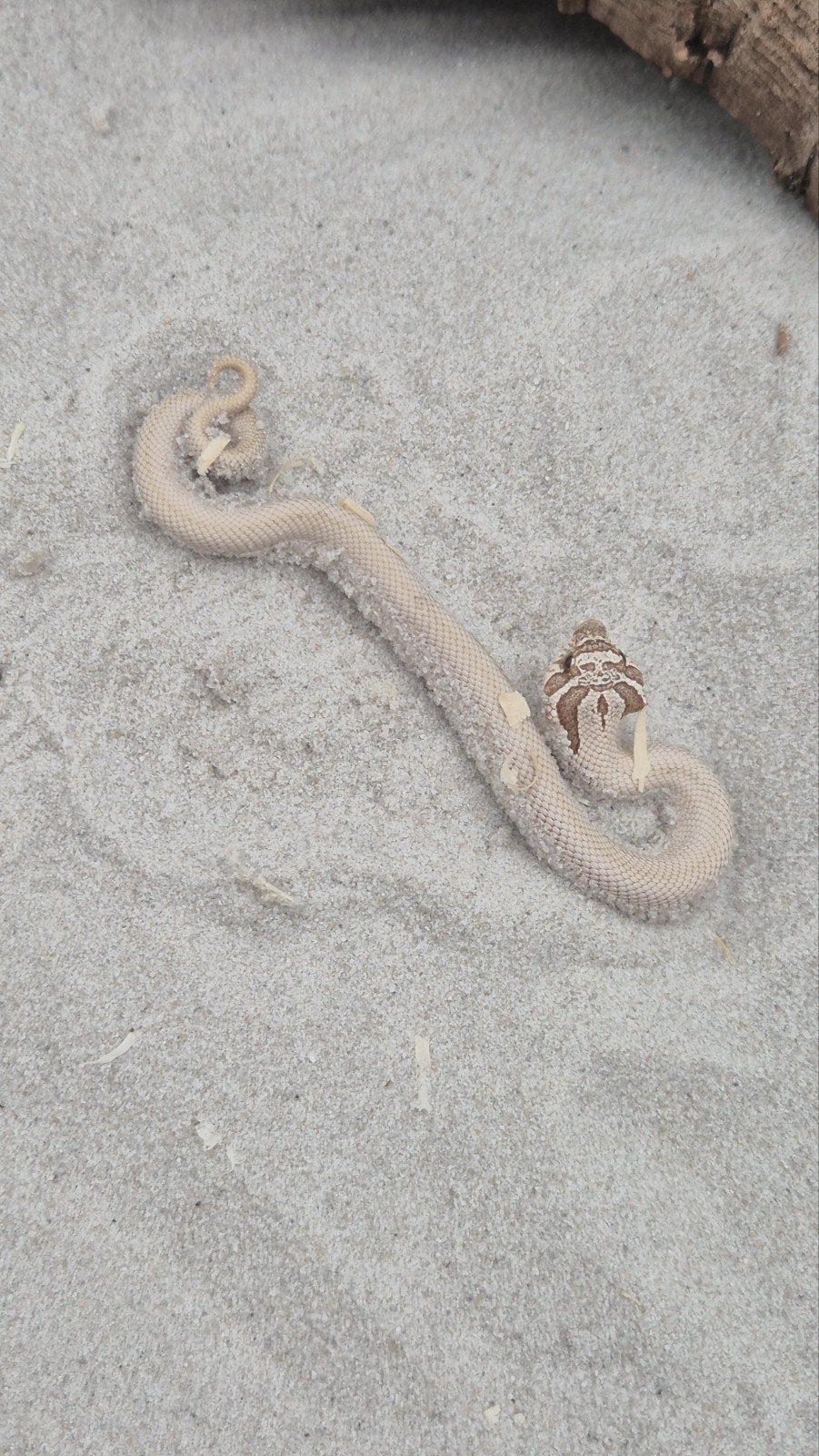 Haakneusslang toffeebelly Hognose Snake photo 2