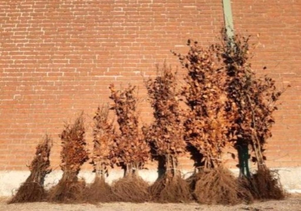Beuken fagus sylvatica Groen en Rood, Tuin en Terras, Planten | Struiken en Hagen, Ophalen, Beukenhaag, 100 tot 250 cm