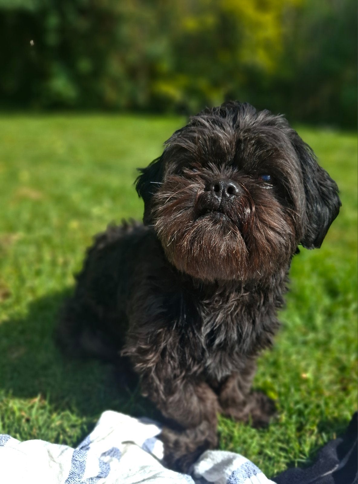 Mooie Dekreu Shih Tzu, Reu, 1 tot 2 jaar, Eén hond, CDV (hondenziekte)