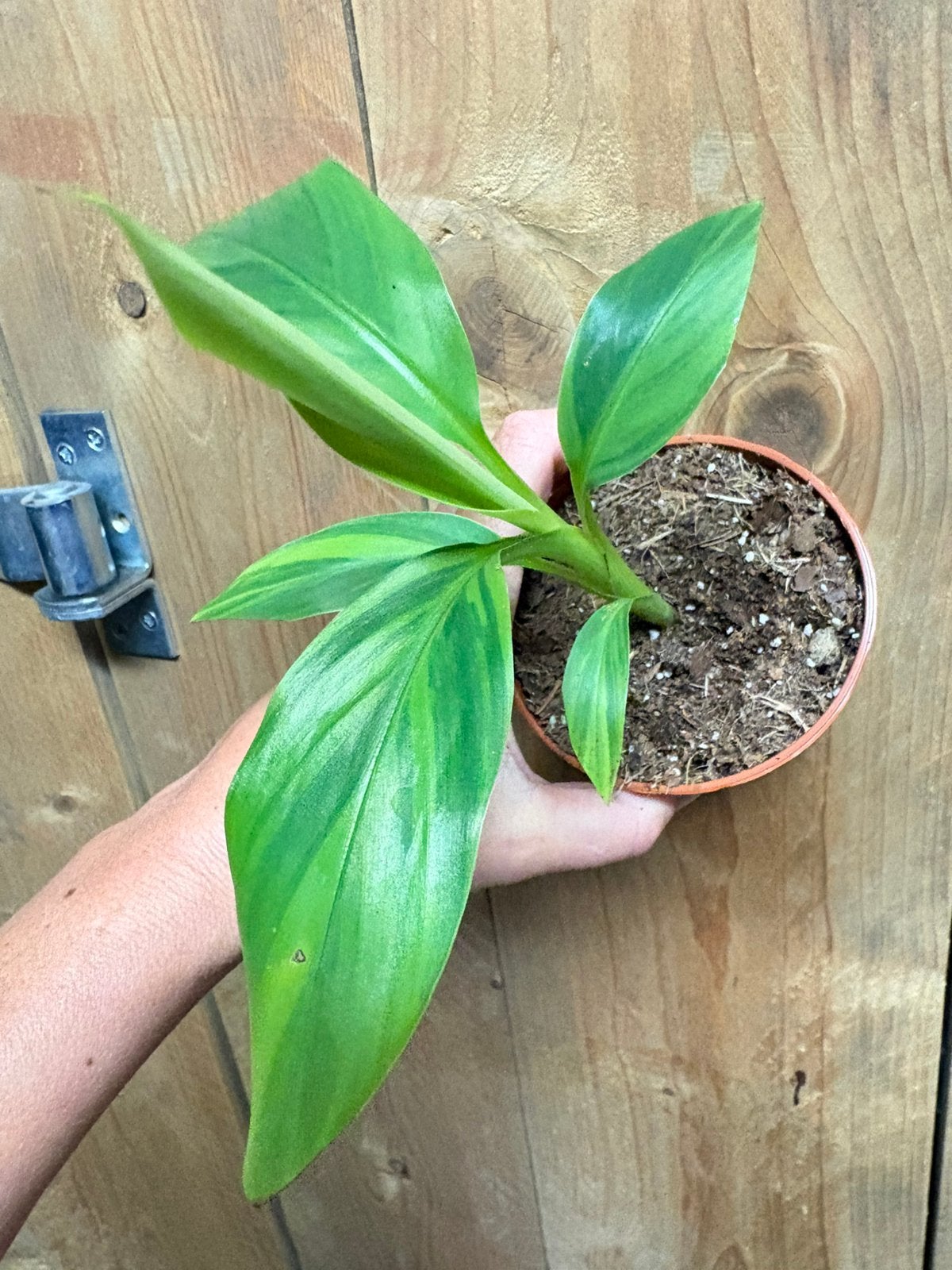 Musa basjoo variegata plant aurea yellow lemon lime, Ophalen of Verzenden, Halfschaduw, Minder dan 100 cm