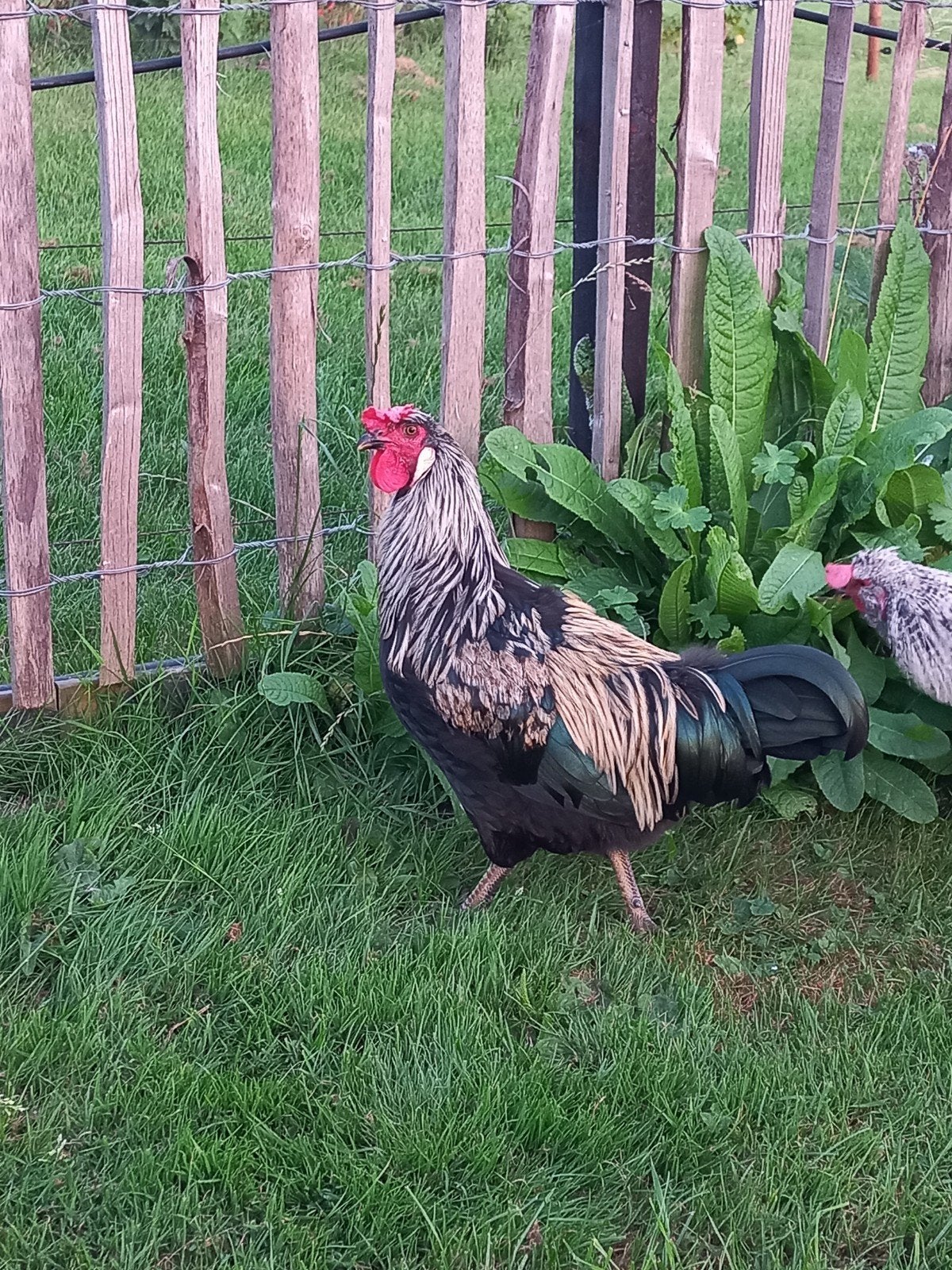 Groenlegger haan en twee bijzonder getekende hennetjes, Meerdere dieren, Kip