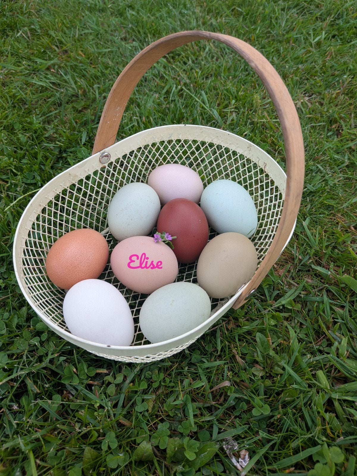 Broedeieren kleurleggers easter eggers olijfleggers kippen, Dieren en Toebehoren, Pluimvee, Geslacht onbekend, Kip