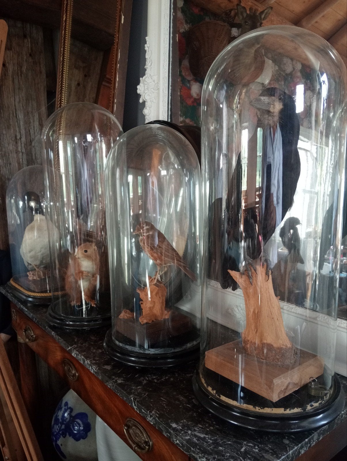 Opgezette dieren onder stolp, Ophalen