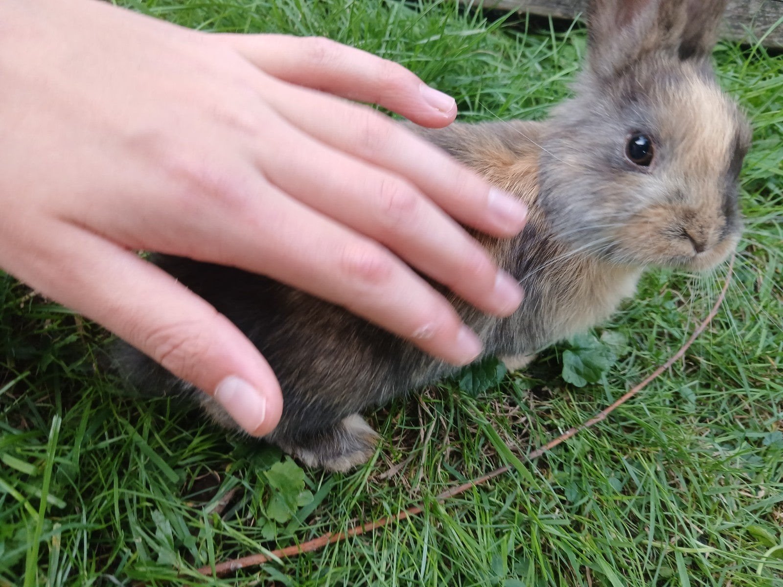 super lief en schattig konijntje, Dieren en Toebehoren, Middelgroot, 0 tot 2 jaar