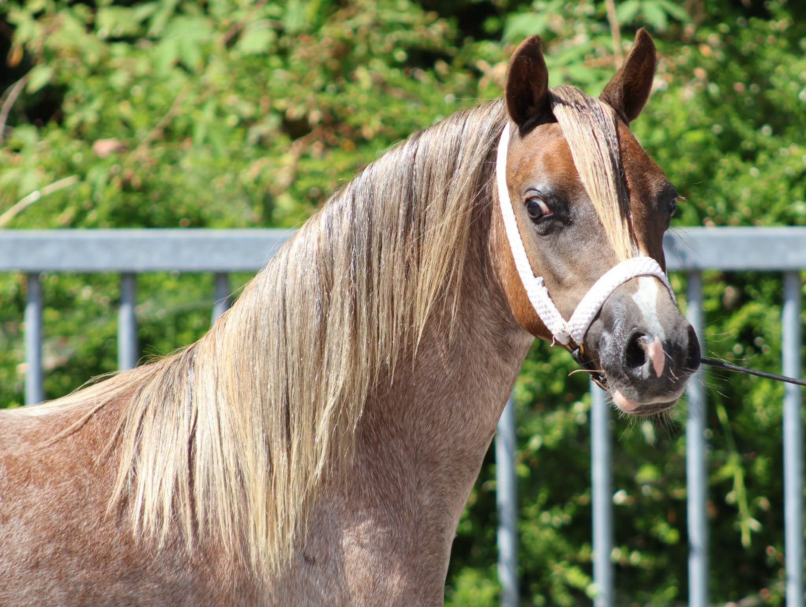 prachtige vosroan jaarling sectie A merrie, Merrie, Met stamboom, 0 tot 2 jaar, B pony (1.17m tot 1.27m)