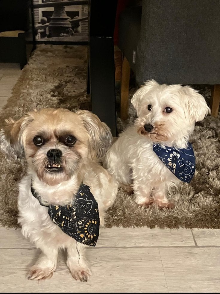 2 vriendjes zijn op zoek naar een nieuw gouden mandje, Dieren en Toebehoren, Honden | Niet-rashonden, 6 jaar of ouder, Reu, CDV (hondenziekte)