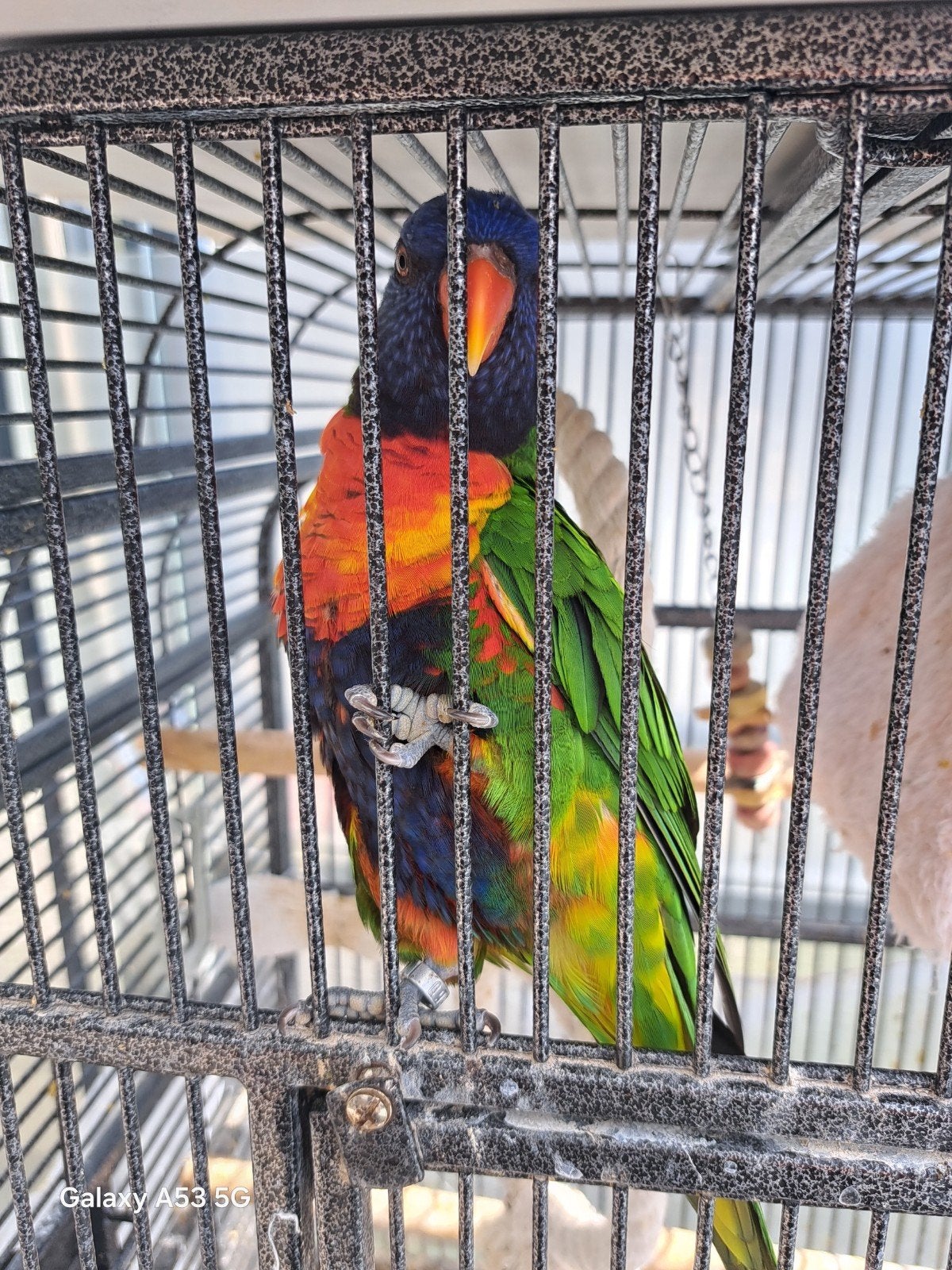 lori vogel, Dieren en Toebehoren, Geslacht onbekend, Dwergpapegaai of Agapornis, Tam