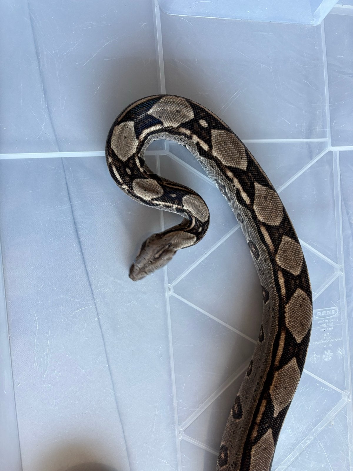 Zeer mooie boa man Boa Constrictor photo 5
