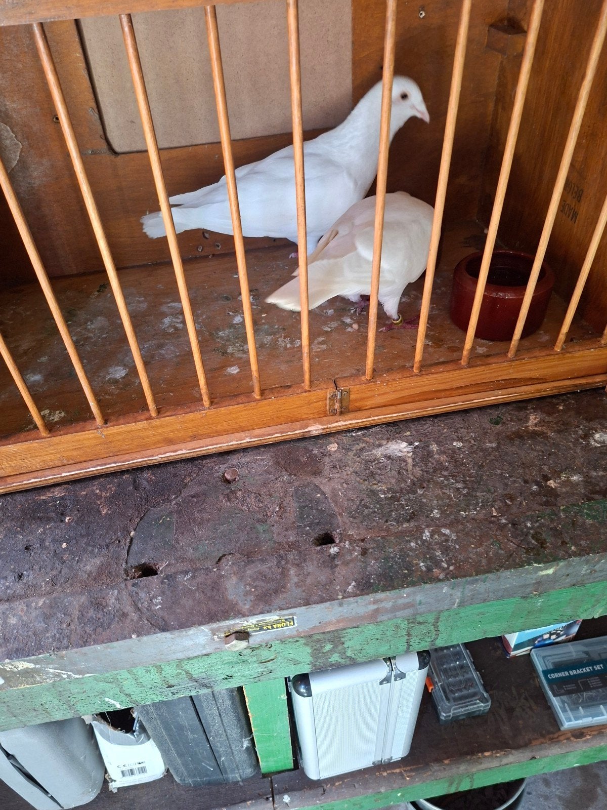 postduiven wit, Meerdere dieren, Postduif