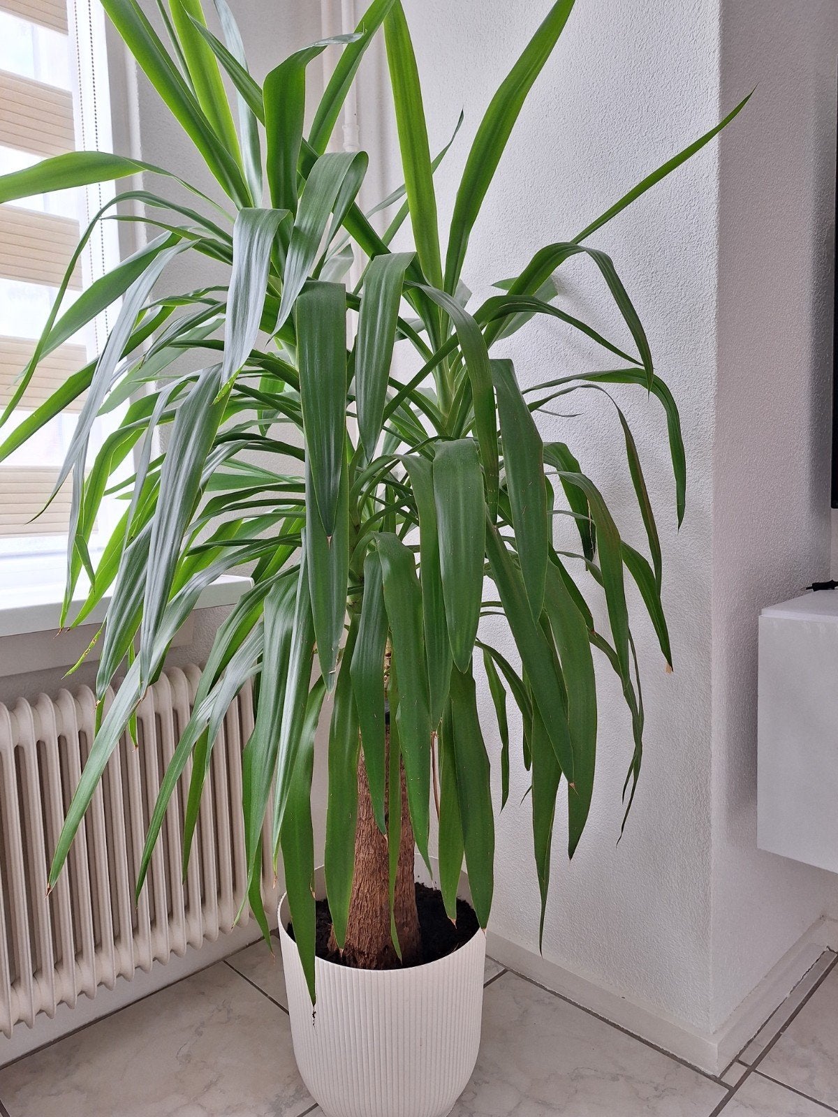 Grote Yucca plant in witte pot, Vaste plant, Bloeit niet, Halfschaduw, Ophalen
