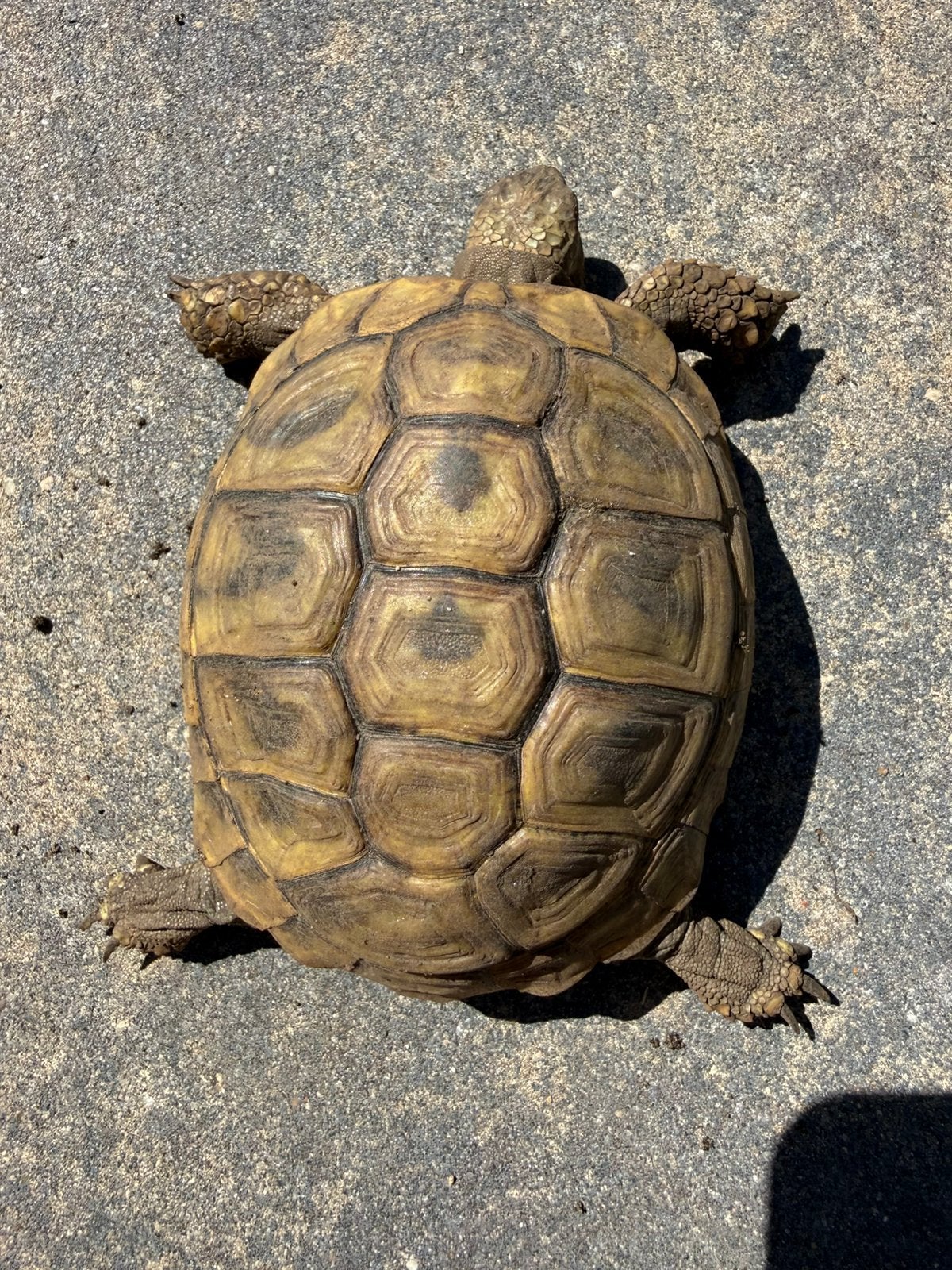 Griekse landschildpad, testudo hermanni boetgerie 2019, Dieren en Toebehoren, Reptielen en Amfibieën, Schildpad, 3 tot 6 jaar