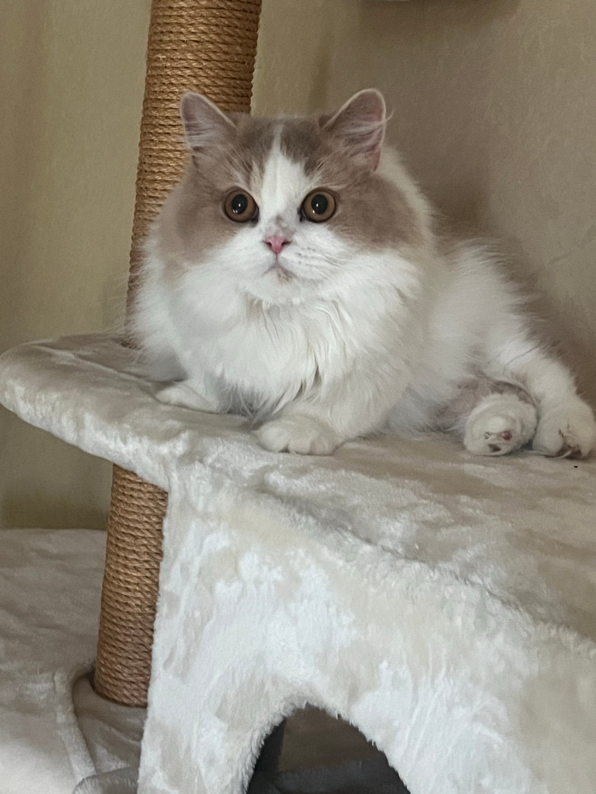 GRATIS Poes Met Stamboom (ziek), Dieren en Toebehoren, Poes