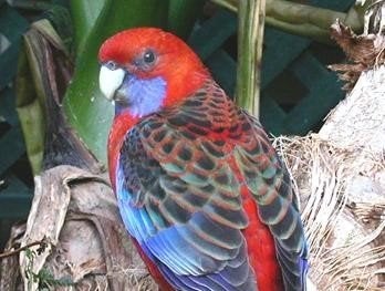 Pennantrosella | Passend advies | Gezonde vogels